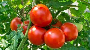 Tomato Farming