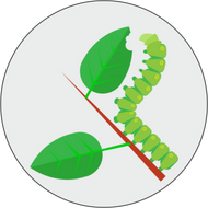 Fungicides