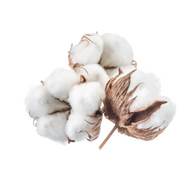 Cotton