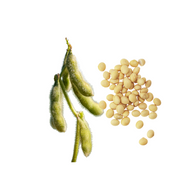 Soybean