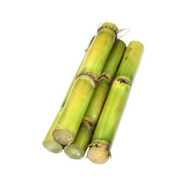 Sugarcane