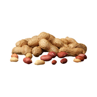 Groundnut