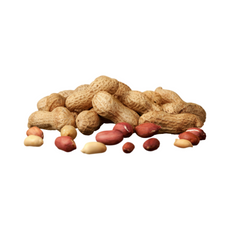 Groundnut
