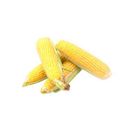 Maize
