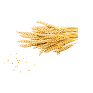 Wheat
